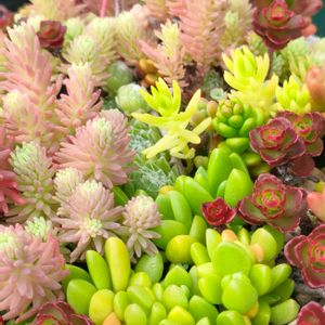 セダム,多肉の寄せ植え,ガーデン,可愛い多肉,今日のタニパトの画像
