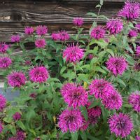 ベルガモット,ピンク,ピンクの花,花散歩,美しいの画像