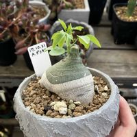 アデニア・グラウカの画像
