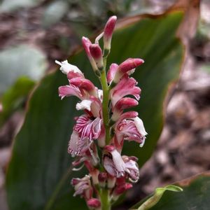 ハナミョウガ,植栽,今日のお花♪の画像