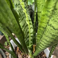 サンセベリア,サンセベリアの花芽,観葉植物,鉢植え,楽しみ〜の画像