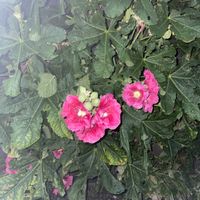 フヨウの画像