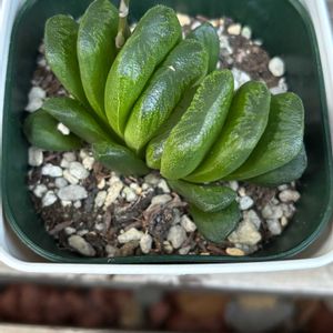 多肉植物,ハオルチア属,成長,記録,窓系の画像