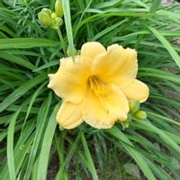 イソトマ,ヘメロカリス,リナリア,ホウズキの花,花のある暮らし♡の画像