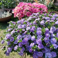 カリブラコア,ペチュニア,ペチュニア　ティーフラミンゴ,花のある暮らし,植物のある暮らしの画像