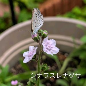 シナワスレナグサ,花のある暮らし,小さな庭の画像