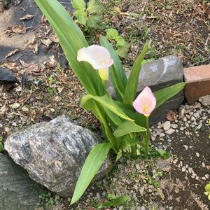 カラー,小さな庭の画像