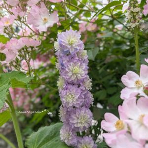 デルフィニウム,ハイランダー・クリスタルデライト,お花のある暮らし,お花に癒されて,デルフィニウム・ハイランダー系の画像