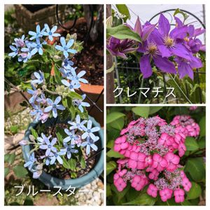 クレマチス,ブルースター,花のある暮らし,小さな庭の画像