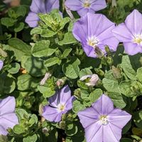 コンボルブルス,コンボルブルス スターうおづ,ハンキング,グランドカバーの画像