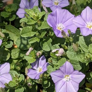 コンボルブルス,コンボルブルス スターうおづ,ハンキング,グランドカバーの画像