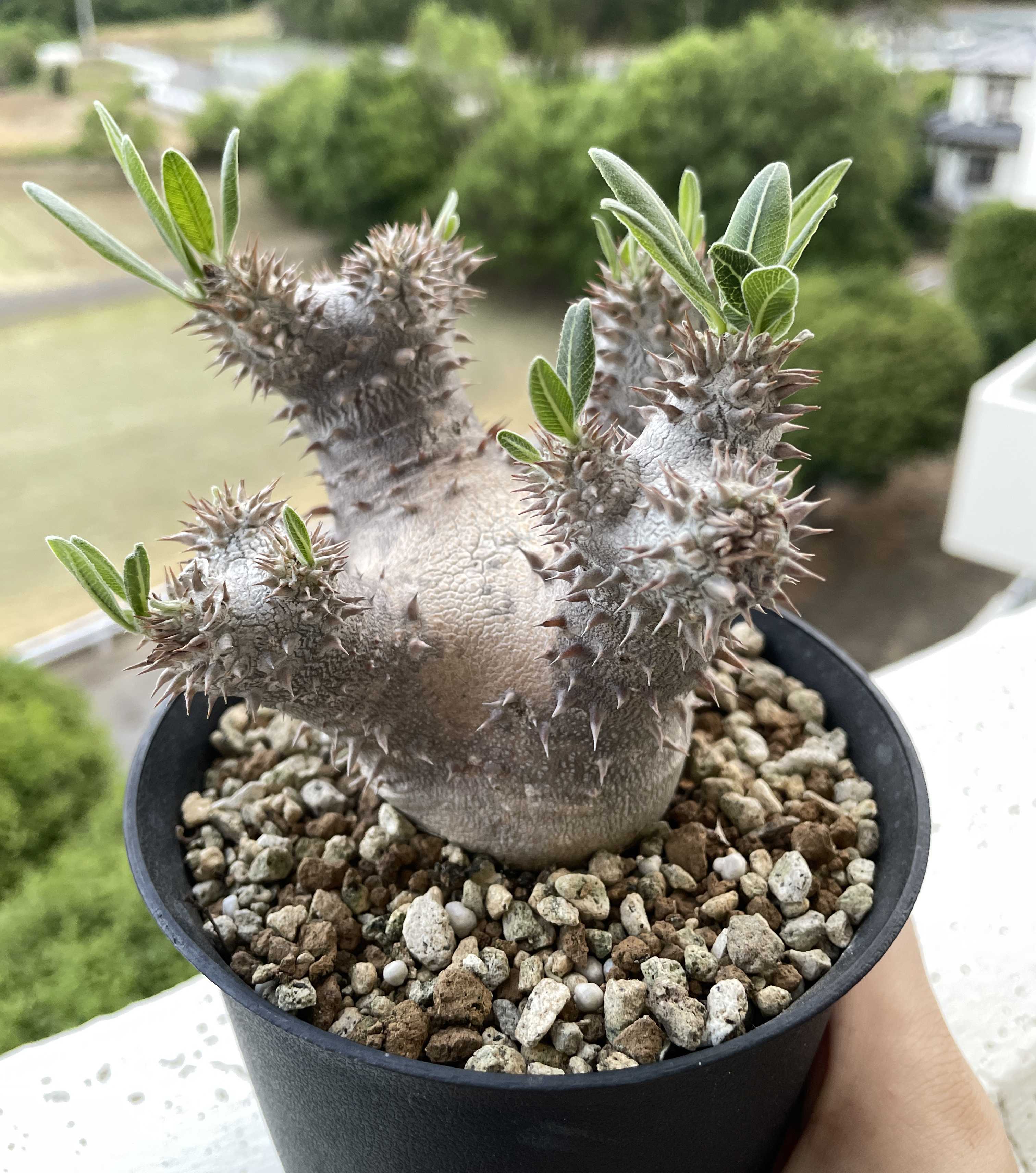 パキポディウムの育て方｜ 植え替え時期や室内での置き場所は