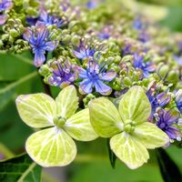 アジサイ,アジサイ,紫陽花,ガクアジサイ,紫陽花　大島緑化の画像