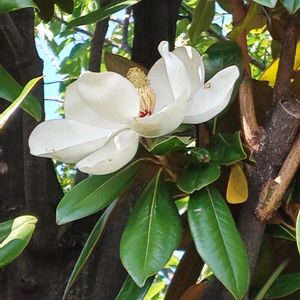 タイサンボク,花散歩,花のある暮らし,植中毒,花自慢の画像