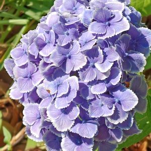 花散歩,紫陽花 アジサイ あじさい,花のある暮らし,植中毒,花自慢の画像