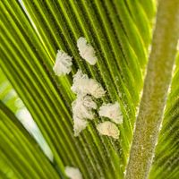 花のある暮らし,害虫駆除,チュウゴクアミガサハゴロモ,小さな庭の画像