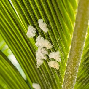 花のある暮らし,害虫駆除,チュウゴクアミガサハゴロモ,小さな庭の画像