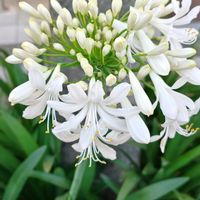 アガパンサス,花散歩,花のある暮らし,植中毒,花自慢の画像