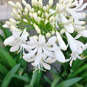 アガパンサス,花散歩,花のある暮らし,植中毒,花自慢の画像