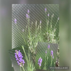 ラベンダー,むらさきのはな,ベランダの画像