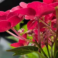 ガクアジサイ,ガクアジサイ,ハイドランジア ディープパープル,紫陽花　ひな祭り,紫陽花　ひな祭りの画像