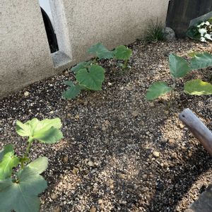 オクラ,キュウリ,水なすの画像