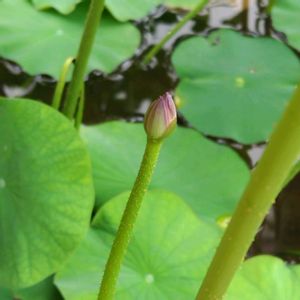 ヤゴ,大賀ハス,個性的,花のある暮らし,緑のある暮らしの画像