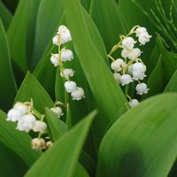 スズラン,レンゲツツジ,ドイツスズラン,入笠湿原,富士見パノラマリゾートの画像