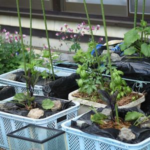 キュウリ,ナス,ミニトマト,植中毒,岩手県の画像