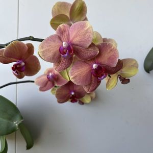 コチョウラン,胡蝶蘭,洋蘭,ラン科,洋ランの画像