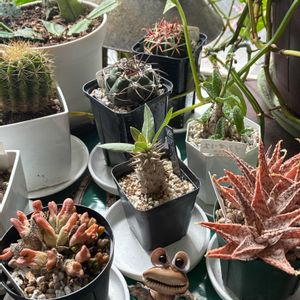 毎日6日はカエル仲間の 日,窓辺の画像