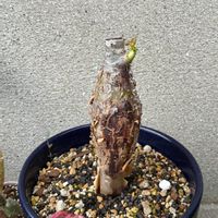 チランジア,珊瑚油桐,多肉植物,塊根植物,エアープランツ/チランジアの画像