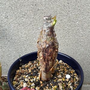 チランジア,珊瑚油桐,多肉植物,塊根植物,エアープランツ/チランジアの画像