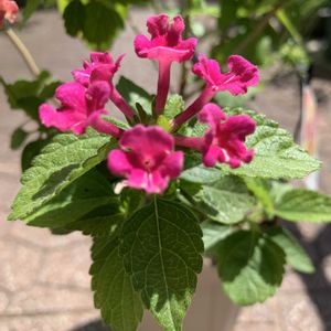 ランタナ,スーパーランタナトロピカルサンセット,鉢植え,ガーデニング,常緑低木の画像
