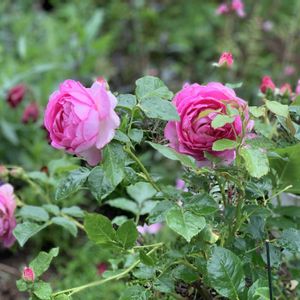 バラ,浮世,鉢植え,ナチュラルガーデン,ナチュラルスタイルの画像