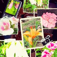 ホタルブクロ,透かしユリ,ゴテチャ,ピンクのゼラニーム,庭で咲いてる花達の画像