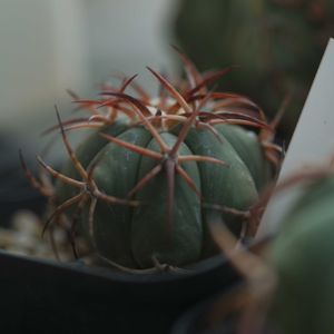 ハオルチア,多肉植物,観葉植物,塊根植物,サボテン科の画像