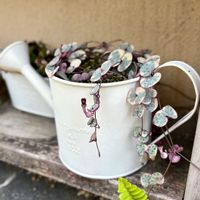 ガウラ,カモミール,スターチス,ハートカズラ,ペンタスの画像