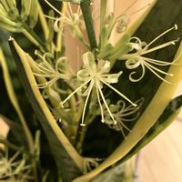 サンスベリア,サンスベリア  ローレンチ,多肉植物,観葉植物,ガーデニングの画像