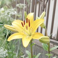 ガウラ,ユリ,庭の画像