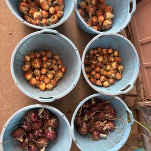 玉ねぎ,赤玉ねぎ,はたけ,ガーデニング,可愛いの画像