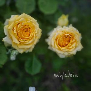 ネコ好き,花のある暮らし,植中毒,雪国,ばら バラ 薔薇の画像