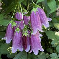ホタルブクロ,ホタルブクロ,花のある暮らし,動物大好き,海外暮らしの画像