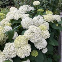 チェリーセージ,アナベル,西洋アジサイ,GSに感謝。,チーム岐阜の画像