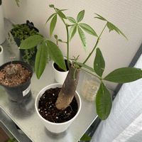 パキラ,亀甲竜,アデニウム,観葉植物,初心者の画像