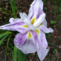 クチナシ,クチナシ,ハナショウブ,クチナシ　八重咲き,庭に咲いてるお花の画像
