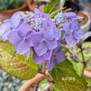 カラフルランジア　オーロラ,鉢植え,梅雨を楽しむ,我が家の紫陽花,かわいすぎっ！の画像