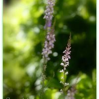 リナリア,リナリア　ピンク,我が家の庭,こぼれダネ,宿根・多年草の画像