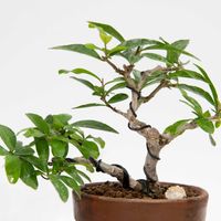 ネジカンザクロ,盆栽の画像