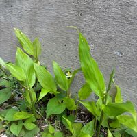 ドクダミ,ミョウガ,ほんとうの空のある福島,雲仲間,東北人花の会の画像